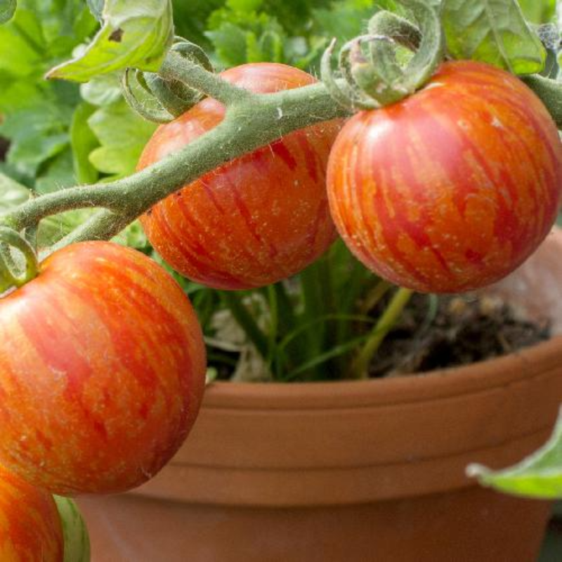 Tigerella Tomato Main Image